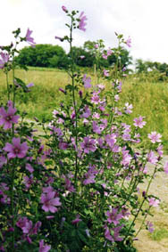 Malva sylvestris